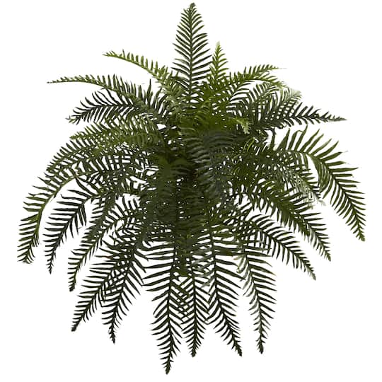 Green River Fern Plant, 2ct.